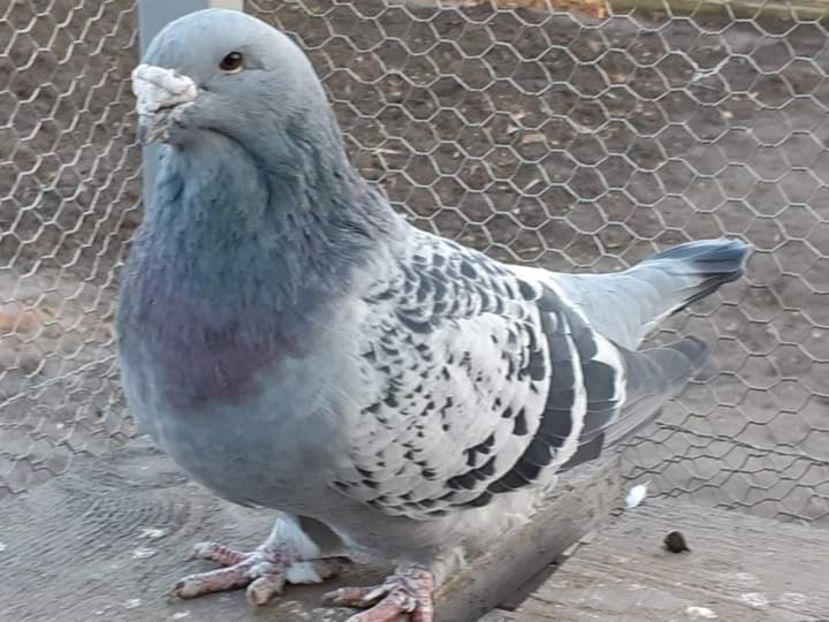 Mascul 2 ani - 0-Porumbei de la altii care imi plac