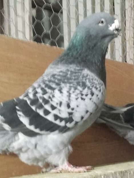 Mascul - 0-Porumbei de la altii care imi plac