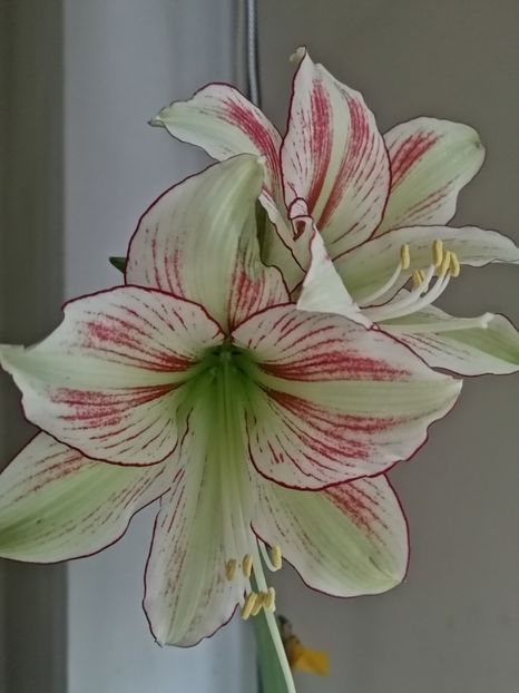  - Hippeastrum Exotic Star