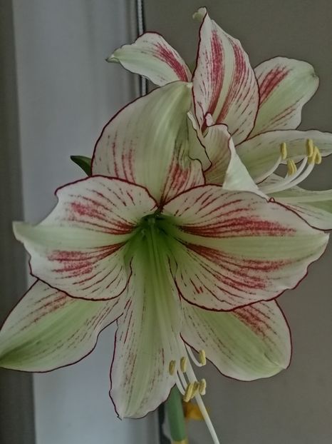  - Hippeastrum Exotic Star