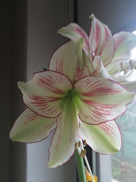  - Hippeastrum Exotic Star