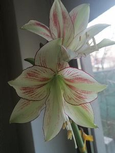  - Hippeastrum Exotic Star