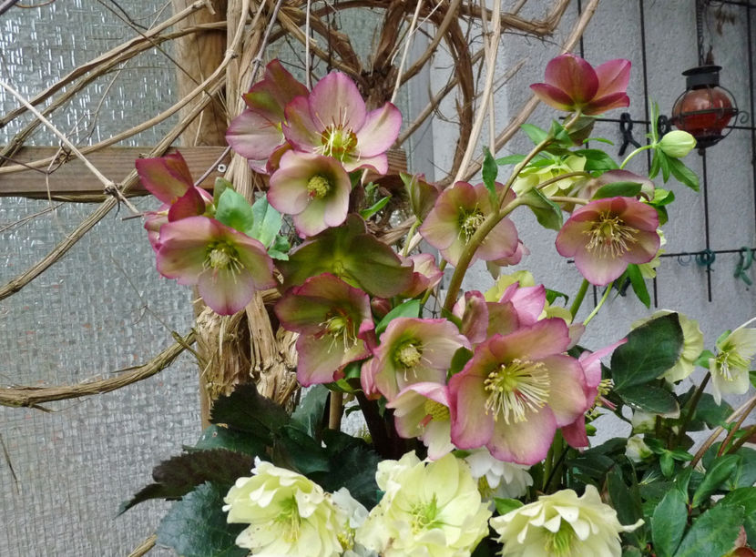 © - Helleborus - Spanz