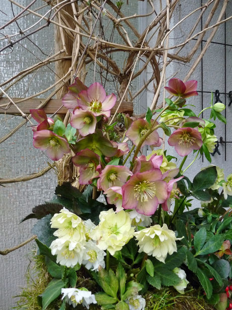 © - Helleborus - Spanz