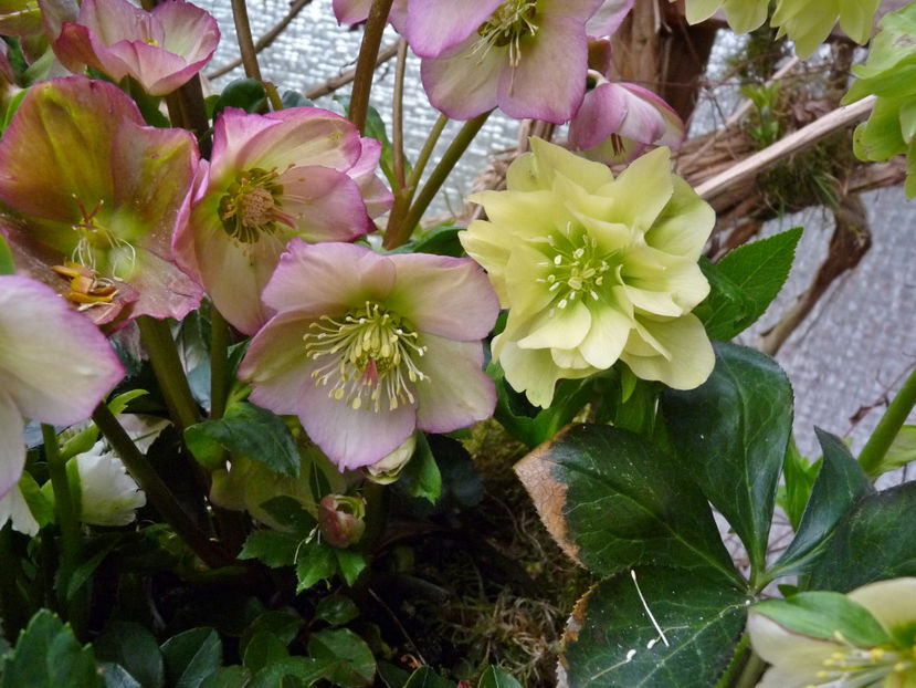 © - Helleborus - Spanz