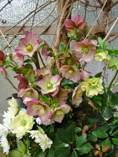 © - Helleborus - Spanz