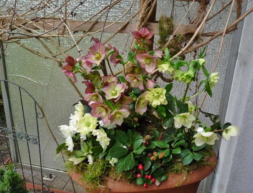 © - Helleborus - Spanz