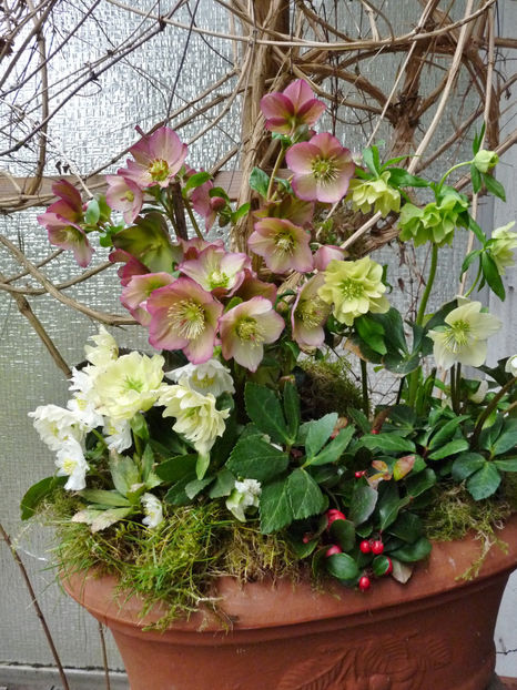 © - Helleborus - Spanz