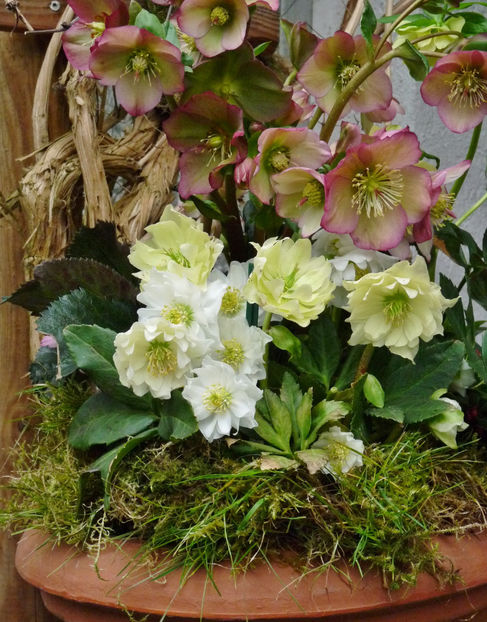 © - Helleborus - Spanz