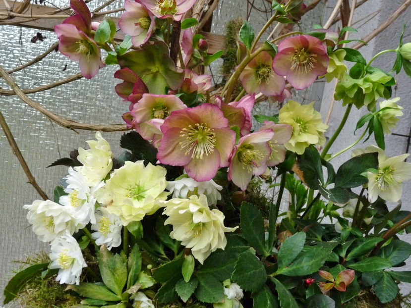 © - Helleborus - Spanz