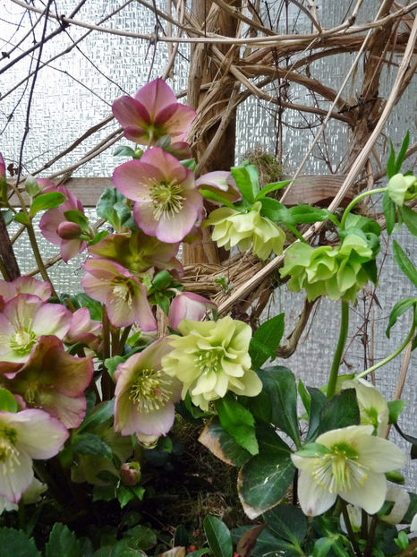 © - Helleborus - Spanz
