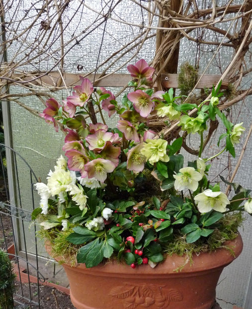 © - Helleborus - Spanz