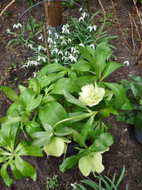 © - Helleborus - Spanz