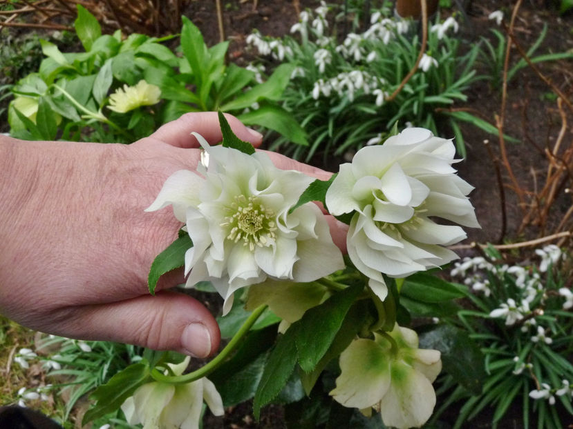 © - Helleborus - Spanz