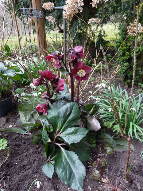 © - Helleborus - Spanz