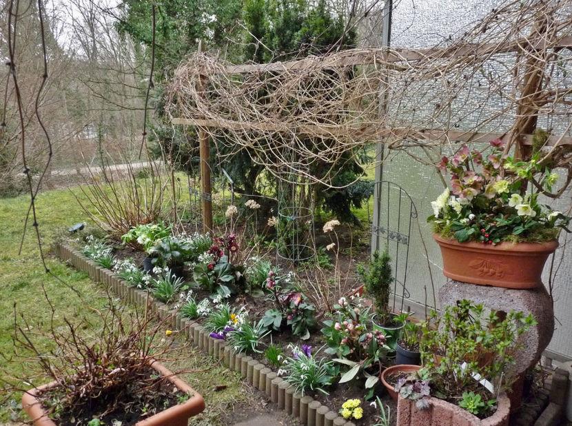 © - Helleborus - Spanz