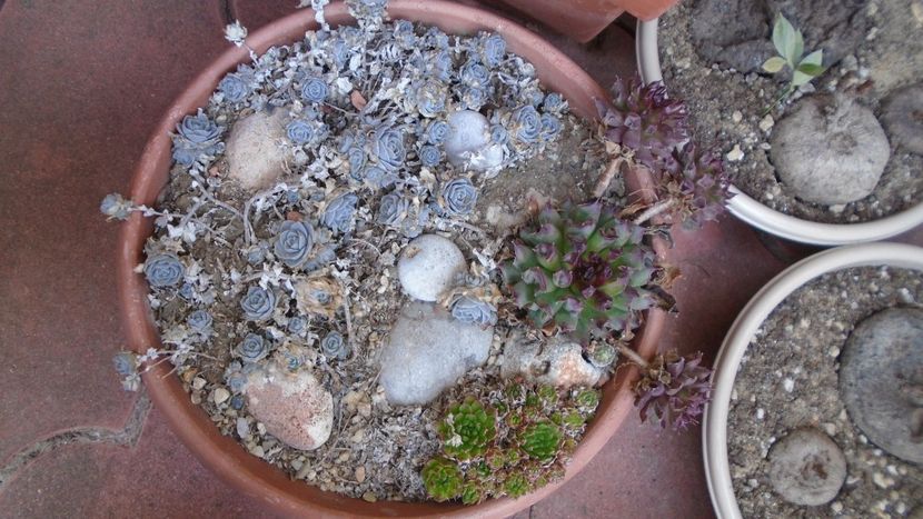 Orostachys iwarenge (Chinese dunce cap) & Orostachys spinosa & Sempervivum tectorum Oddity - v Iarna 2021-2022-2023