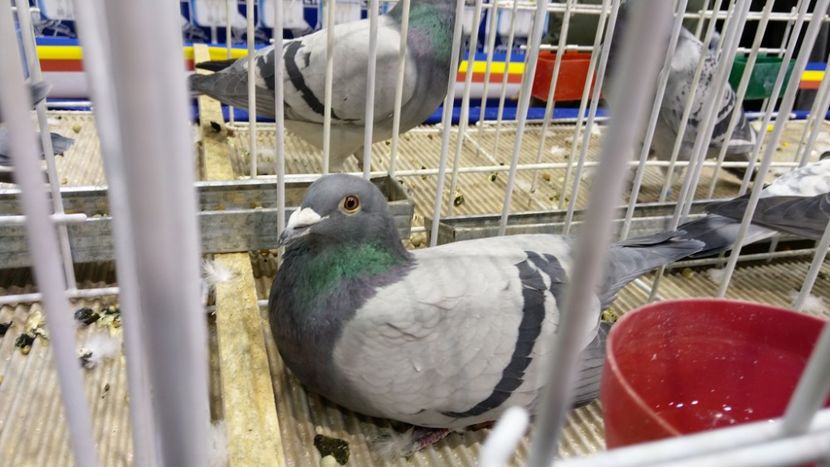 47682513_2243237265709406_5696032730861535232_o - Cpl 4