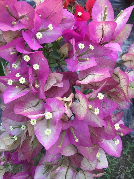 Wajid Ali Shah - Bougainvillea 2021