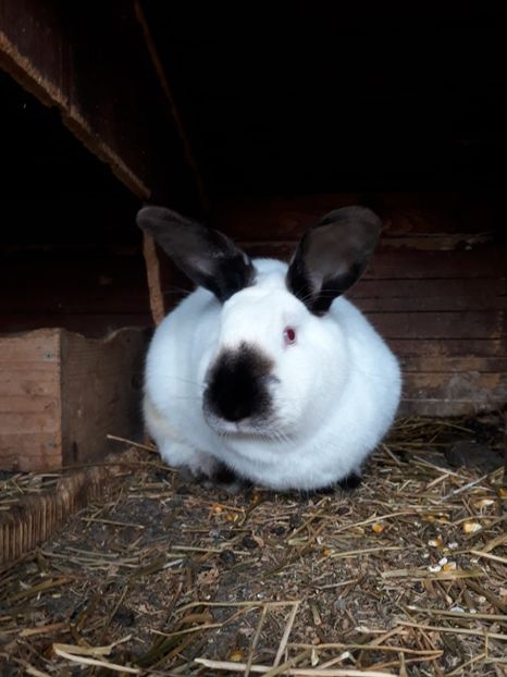 vk 7.05.2002 - Californian fem 1