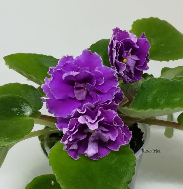  - Ness Cranberry Lace