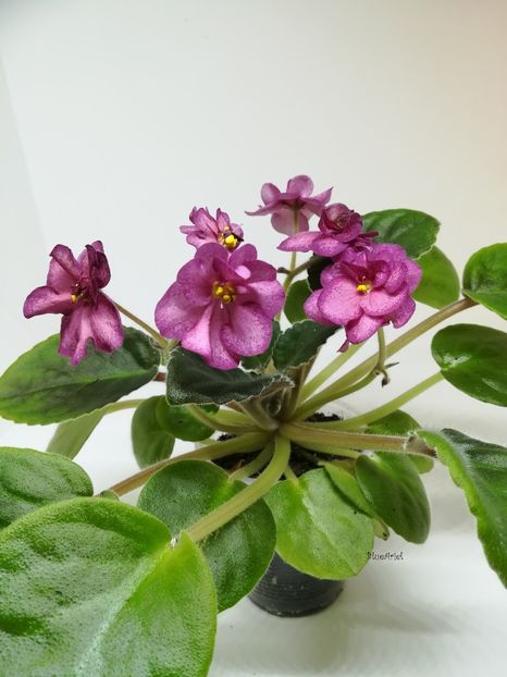 2022 - Sizzlin_ Romance