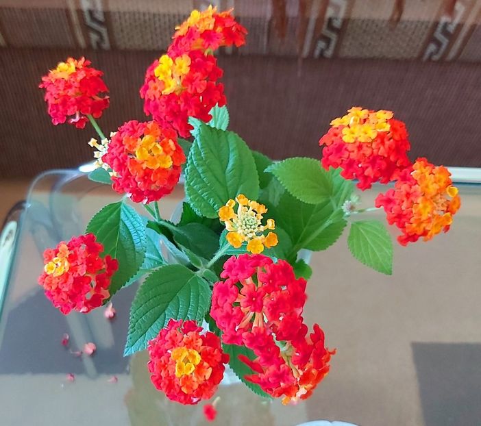 Flori de Lantana rosu cu galben - 1-Diverse plante disponibile pentru vanzare 2022