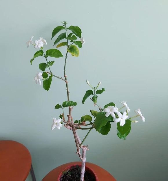 Flori de Jasmin Sambac - 1-Diverse plante disponibile pentru vanzare 2022