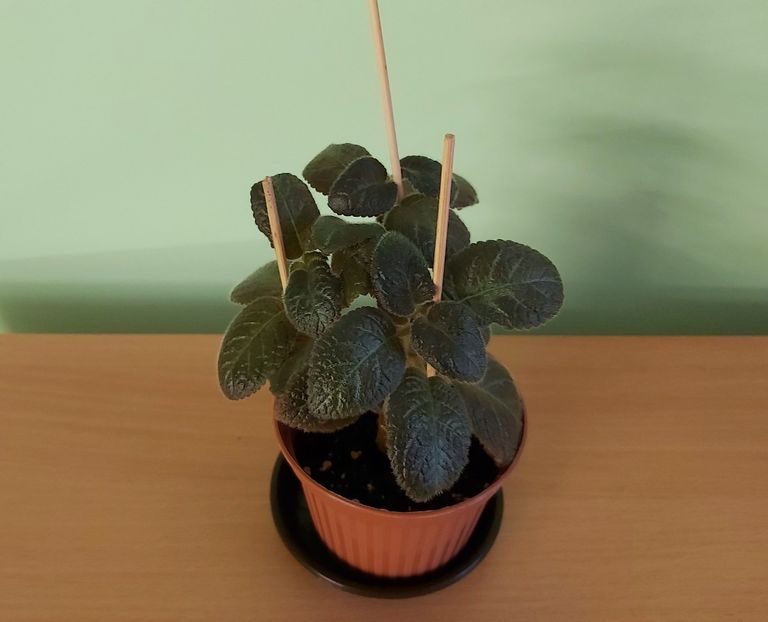 Episcia Pinkiscia (15) -rez C - 1-Diverse plante disponibile pentru vanzare 2022