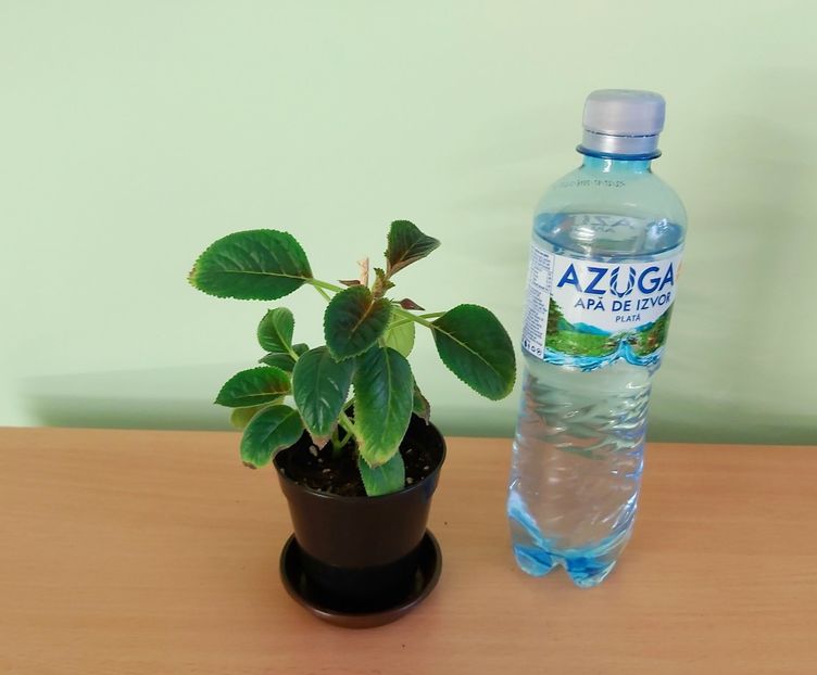 Sinningia Luci.s My Beauty - 1-Diverse plante disponibile pentru vanzare 2022