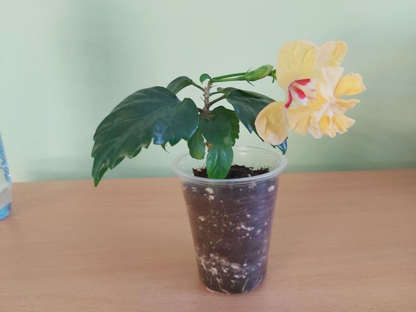 Hibiscus El Capitolio Sport of Sport (20) - rez C - 1-Diverse plante disponibile pentru vanzare 2022