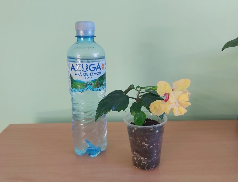 Hibiscus El Capitolio Sport of Sport - 1-Diverse plante disponibile pentru vanzare 2022