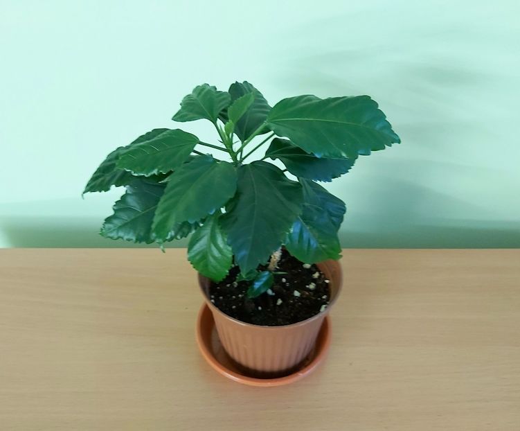 Hibiscus Fort du France (30) - 1-Diverse plante disponibile pentru vanzare 2022