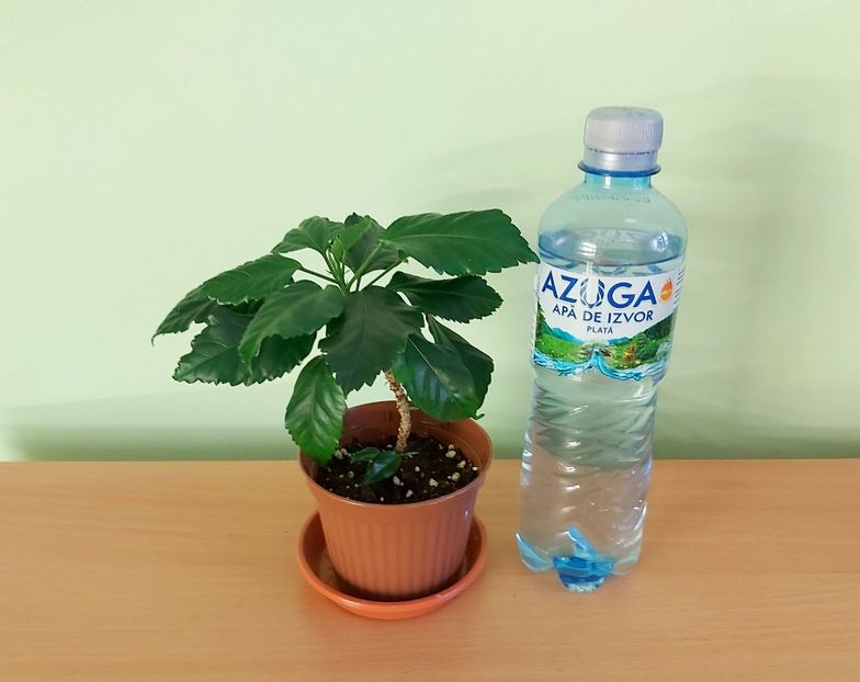 Hibiscus Fort du France - 1-Diverse plante disponibile pentru vanzare 2022