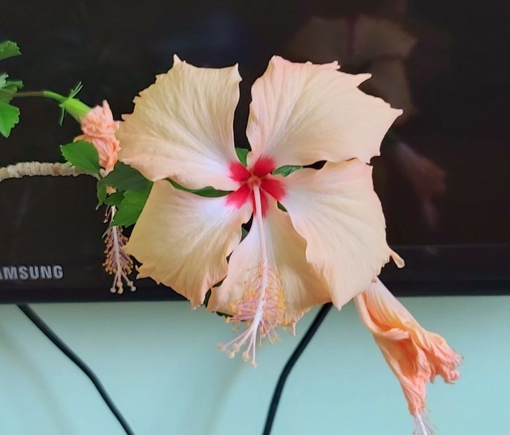 Floare Hibiscus Fort du France - 1-Diverse plante disponibile pentru vanzare 2022