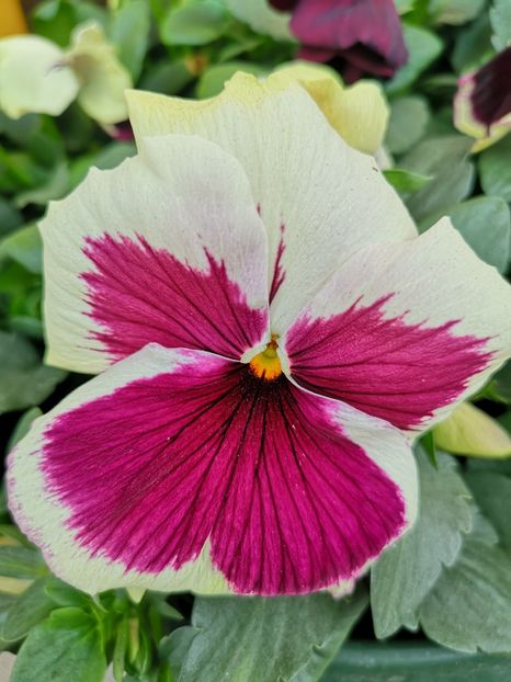 Panseluțe alb rosu - 0 0 2022