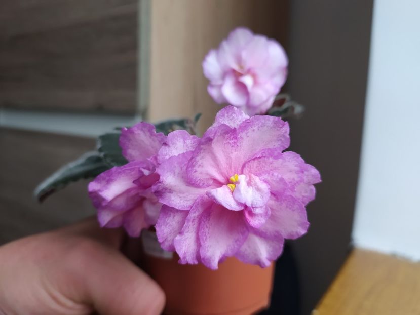 17 martie 2022 - Strawberry Wave