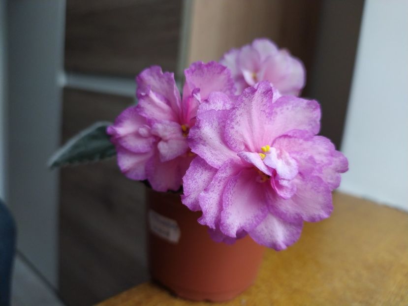 17 martie 2022 - Strawberry Wave