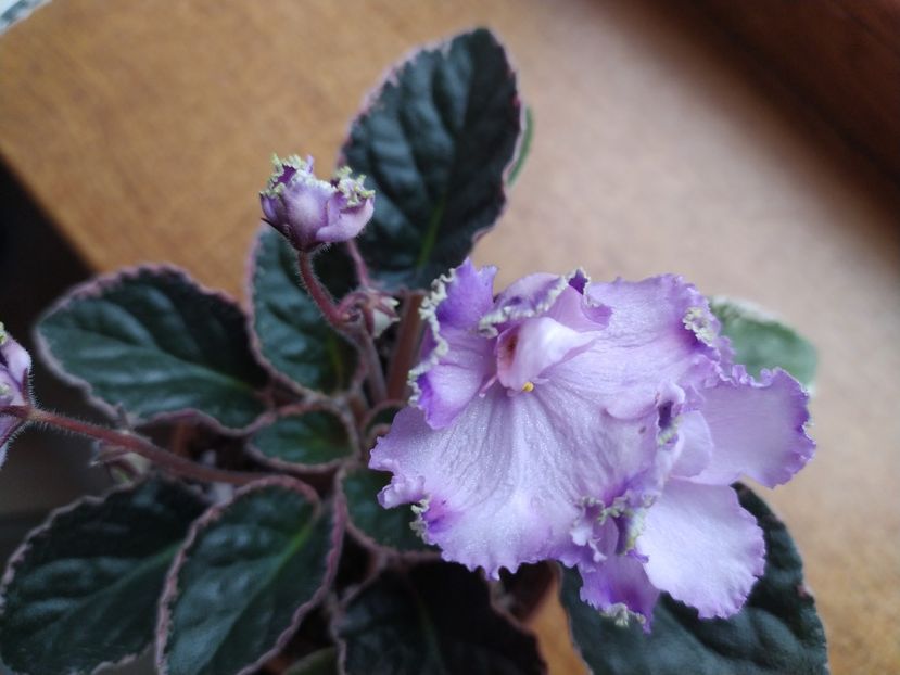 17 martie 2022 - Buckeye Legal Tender