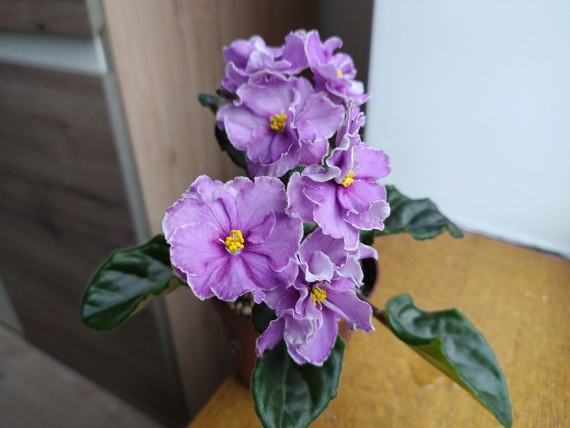 17 martie 2022 - Ultra Violet Nebula