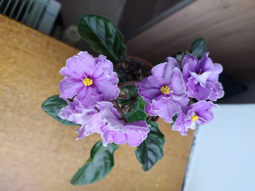 17 martie 2022 - Ultra Violet Nebula