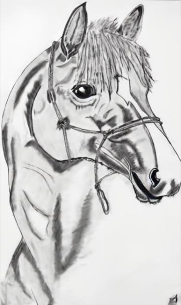 Equus caballus - Desene grafice în creion