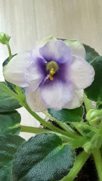  - Morgan s Sophronia