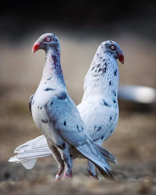  - Nu îmi aparțin 3