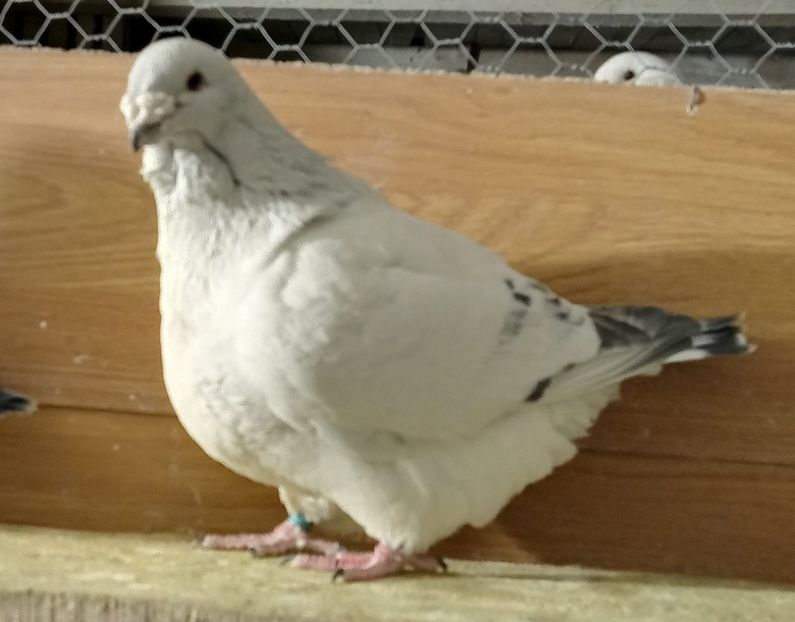  - 9masculi azur matca 2022