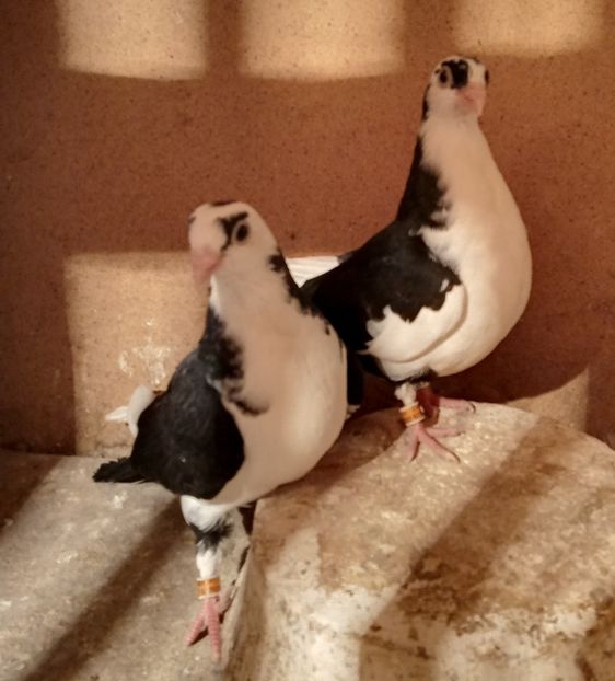  - jucatori si cazatori