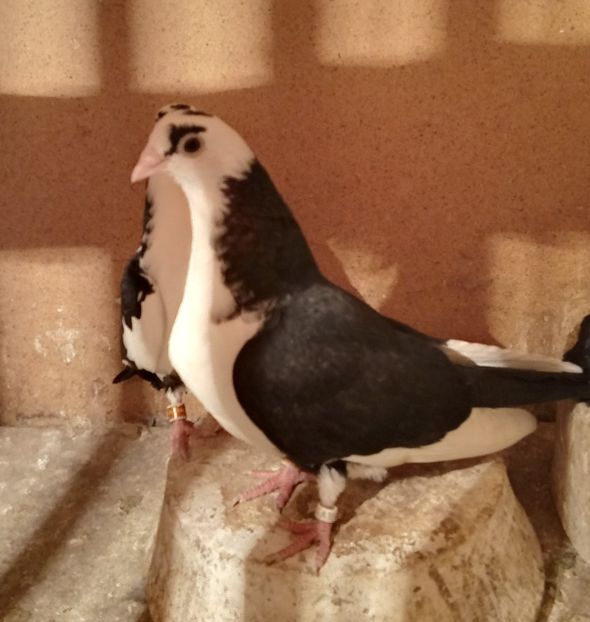  - jucatori si cazatori