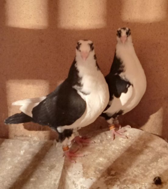  - jucatori si cazatori