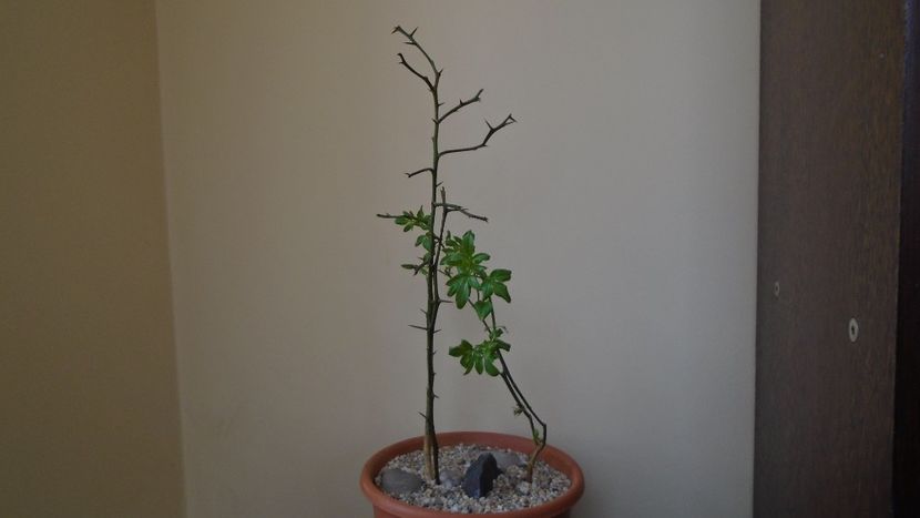 Lamai chinezesc (Poncirus trifoliata), Centrul si Nordul Chinei, Siberia (-20C) & Iasomie de iarna ( - Bonsai si prebonsai 2020-2023