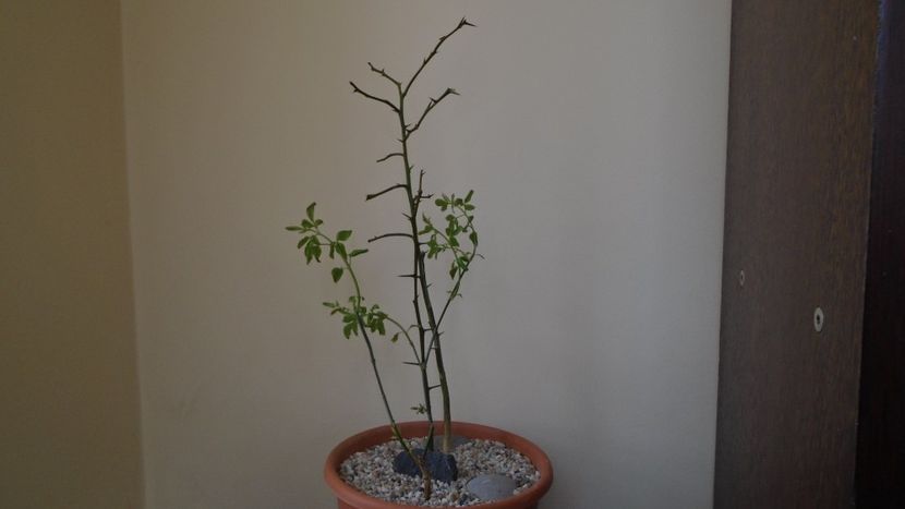 Lamai chinezesc (Poncirus trifoliata), Centrul si Nordul Chinei, Siberia (-20C) & Iasomie de iarna ( - Bonsai si prebonsai 2020-2023